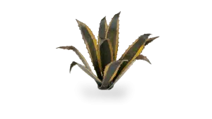 Agave