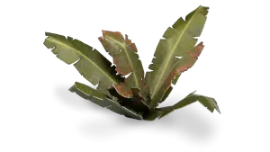 Banana Tree