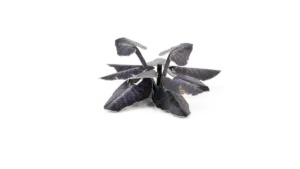 Black Magic Taro