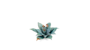 Blue Agave