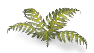 Bracken