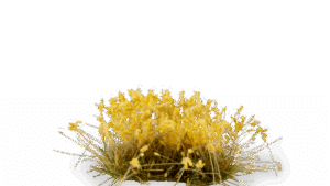 Broom Flowers