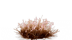 Cherry Blossom