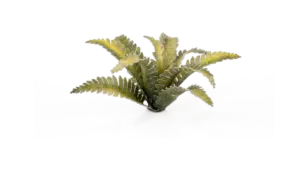 Deer Fern