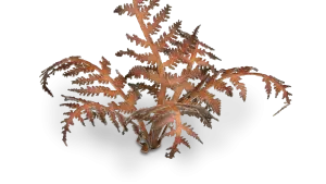 Dry Braken