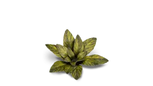 Dumb Cane