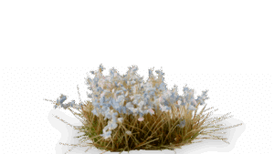 Light Blue Lilac