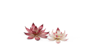Lotus Flower