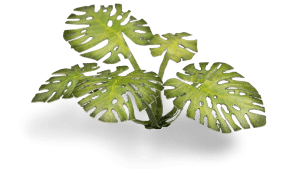 Monstera
