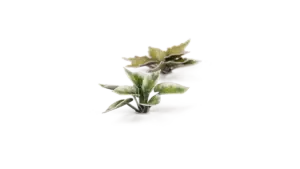 Plantain Lily